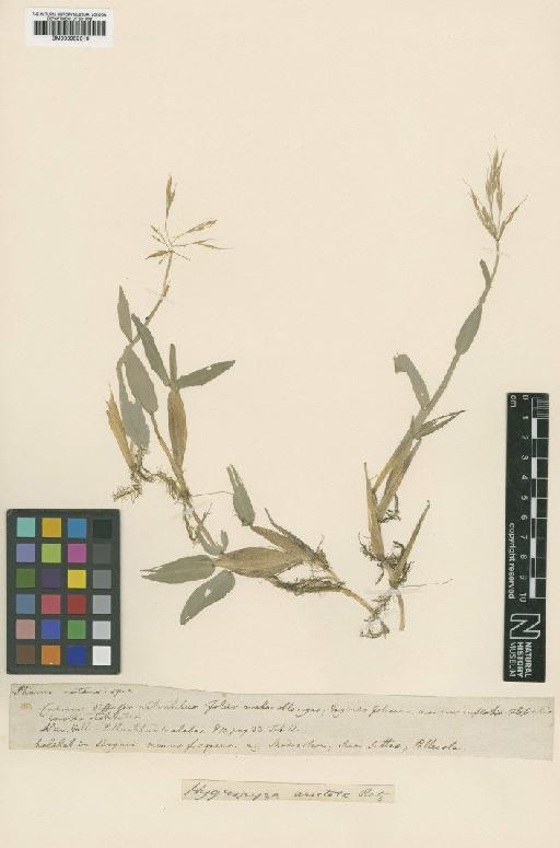 Hygroryza aristata (Retz.) Nees ex Wright & Arn. - BM000959316