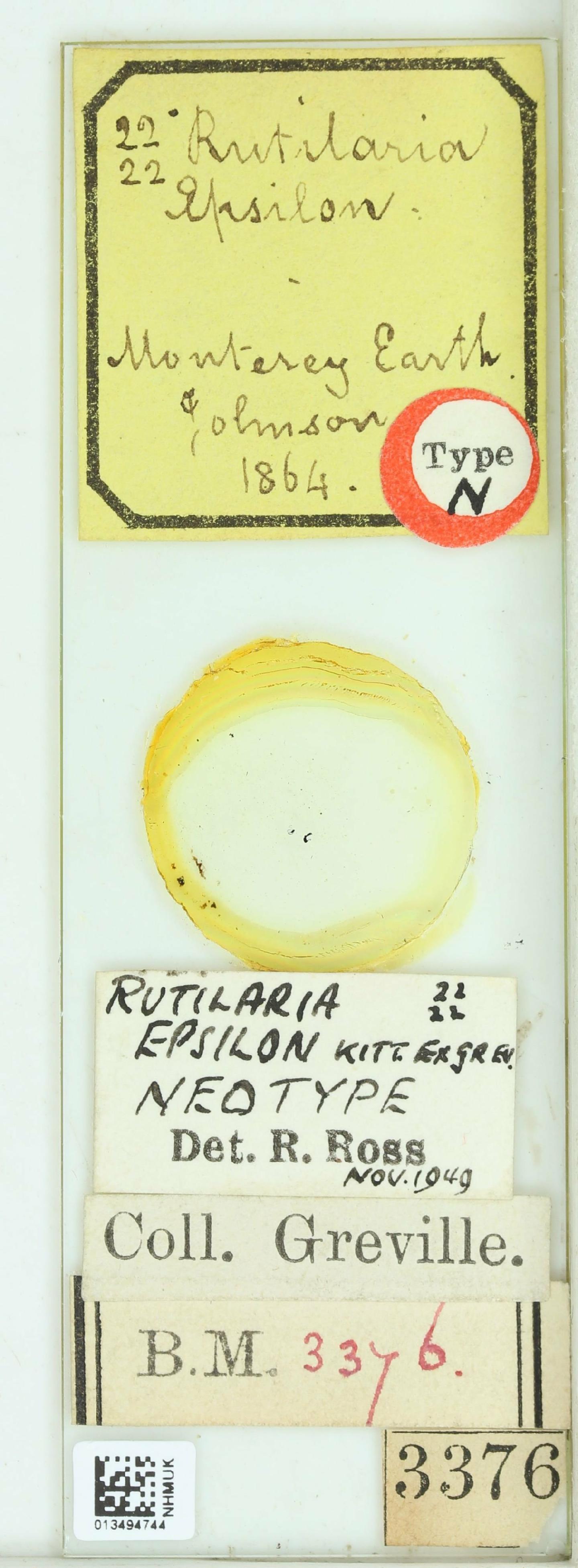 To NHMUK collection (Rutilaria epsilon (Kitton) Grev.; Neotype; NHMUK:ecatalogue:4740609)