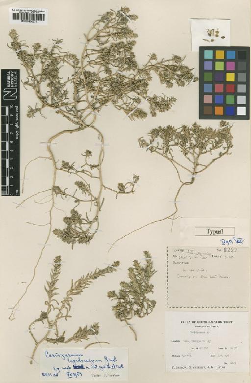 Corispermum lepidocarpum Grubov - BM000950579