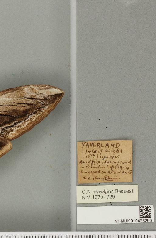 Sphinx ligustri Linnaeus, 1758 - NHMUK_010476290_label_533996