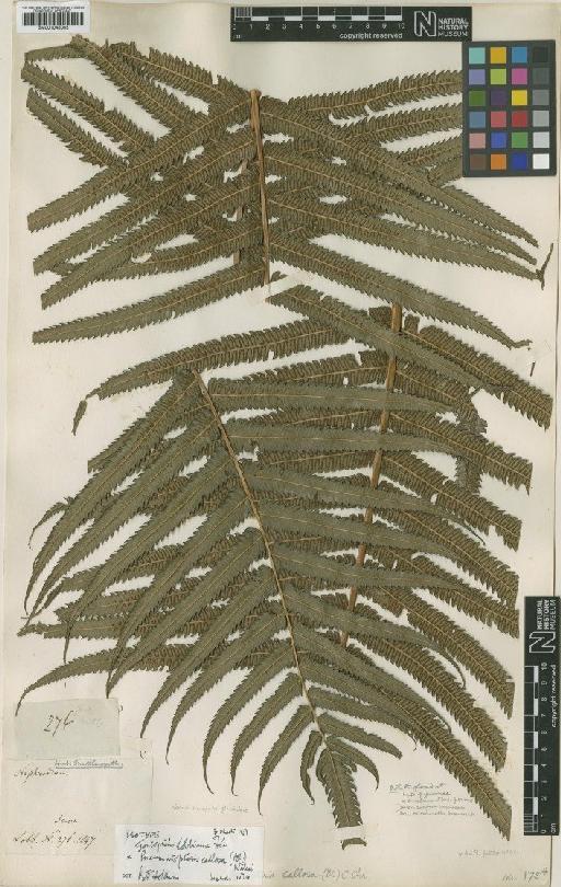 Pneumatopteris callosa (Blume) Nakai - BM001045005