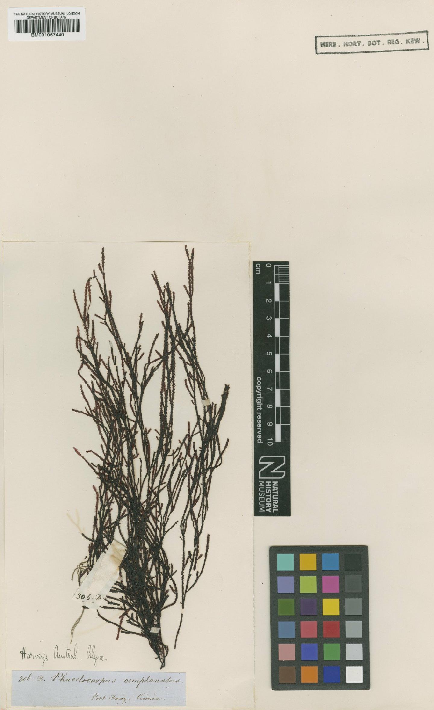 To NHMUK collection (Phacelocarpus complanatus Harv.; TYPE; NHMUK:ecatalogue:2288530)