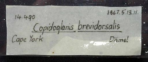 Copidoglanis brevidorsalis Günther, 1867 - 1867.5.13.11; Copidoglanis brevidorsalis; image of jar label; ACSI project image