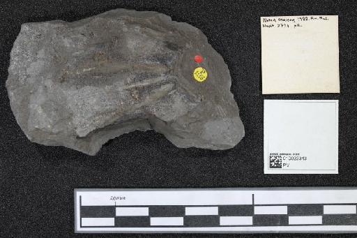 Hybodus Agassiz, 1837 - 010023343_L010040469_(2)