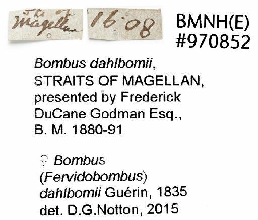 Bombus (Thoracobombus) dahlbomii Guérin-Méneville, 1835 - Bombus_dahlbomii-BMNH(E)#970852_nontype-labels