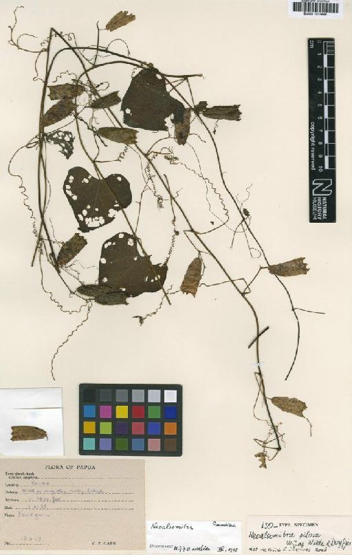 Neoalsomitra pilosa W.J.de Wilde & Duyfjes - BM001010444