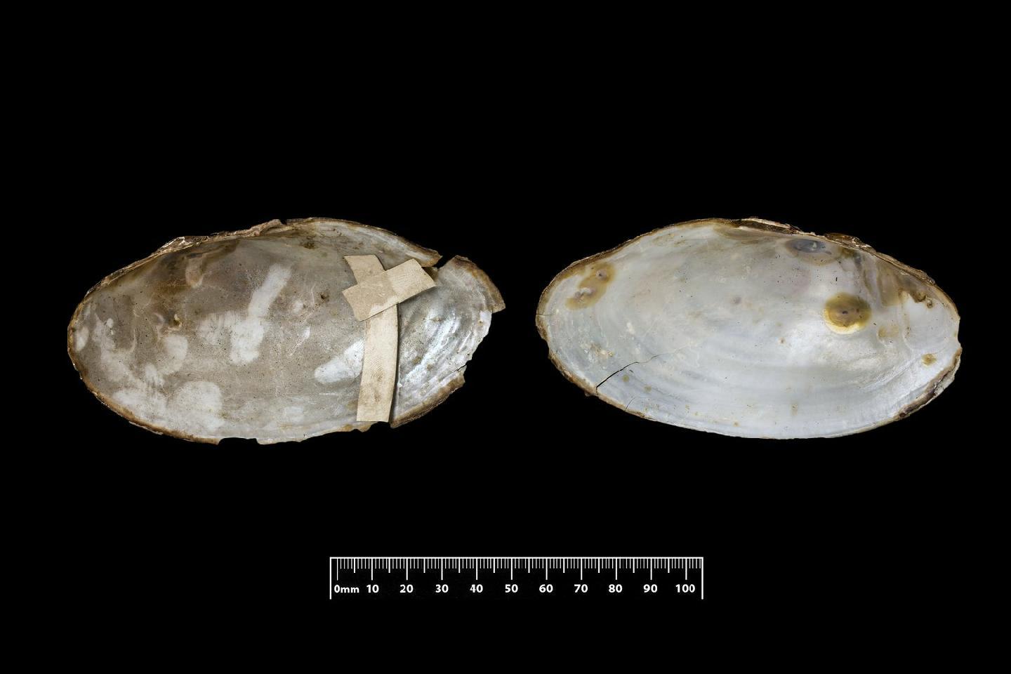 To NHMUK collection (Anodonta regularis Morelet, 1845; SYNTYPE; NHMUK:ecatalogue:7787759)