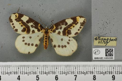 Abraxas grossulariata (Linnaeus, 1758) - BMNHE_1851595_414976