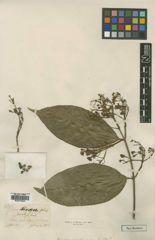 Mascagnia hippocrateoides var. platyrachis (Triana & Planch.) Nied. - BM000796298