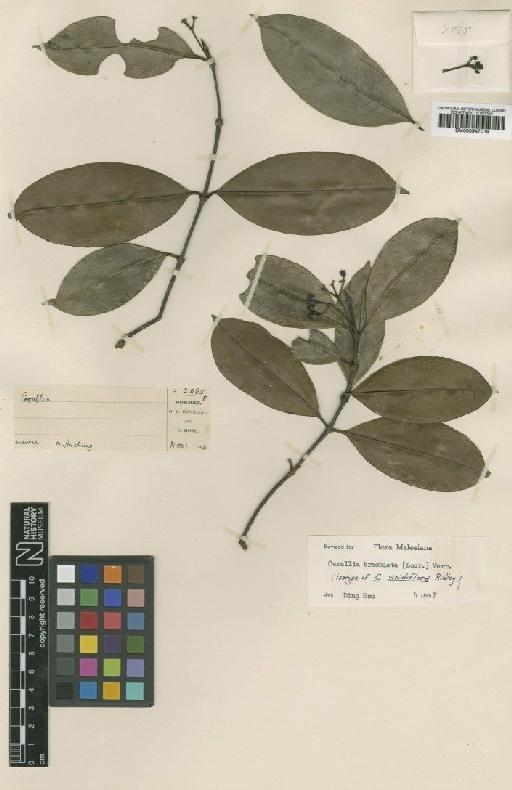 Carallia brachiata (Lour.) Merr. - BM000947019