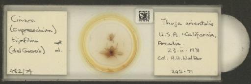 Cinara (Cupressobium) tujafilinus Del Guercio, 1909 - 010180476_112974_1093875