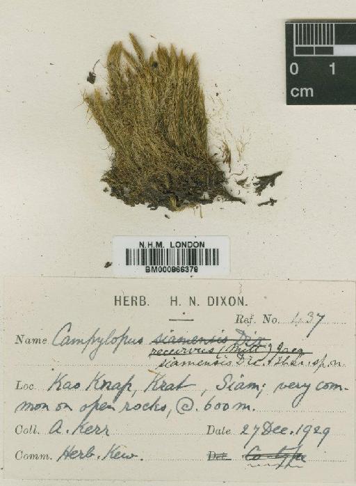 Campylopus savannarum (Müll.Hal.) Mitt. - BM000866378