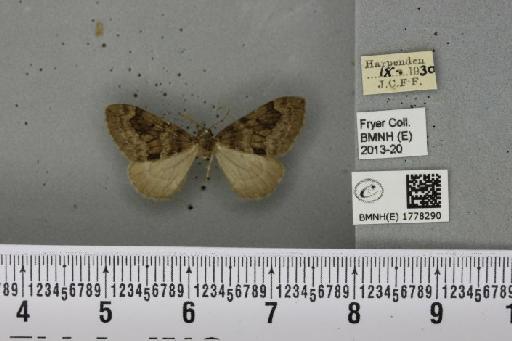 Thera obeliscata obeliscata (Hübner, 1787) - BMNHE_1778290_356600