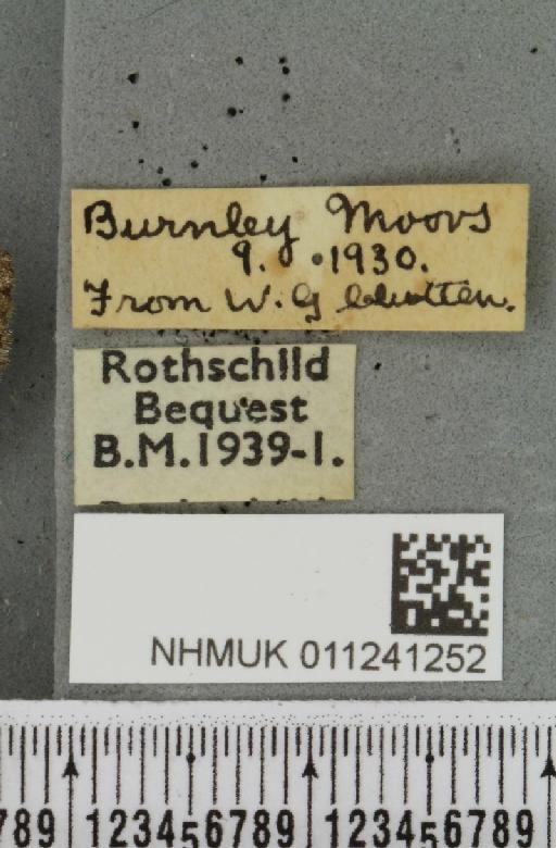 Antitype chi (Linnaeus, 1758) - NHMUK_011241252_label_642345