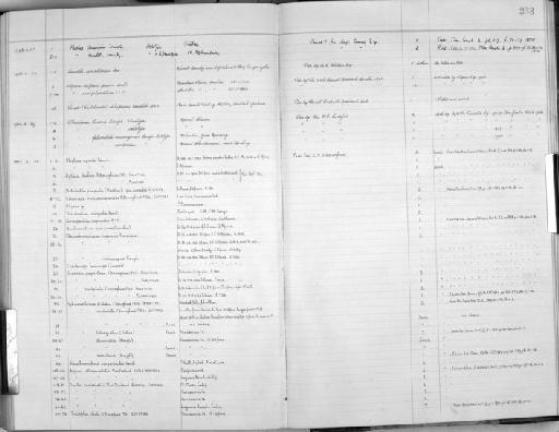 Phaedusa lucens subterclass Tectipleura Loosjes, 1953 - Zoology Accessions Register: Mollusca: 1938 - 1955: page 233