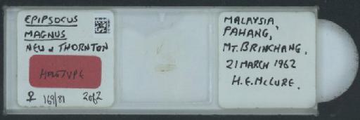 Epipsocopsis magnus New & Thornton, 1975 - 010140891_825541_1489708