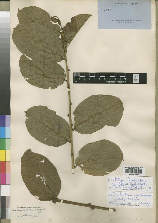 Combretum mossambicense (Klotzsch) Engl. - BM000797830