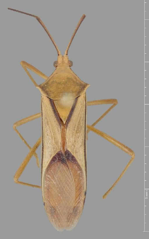 Homoeocerus clarus Walker, 1871 - Homoeocerus clarus-BMNH(E)884088-Syntype female dorsal