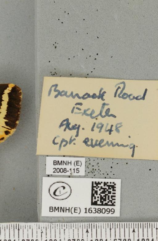 Euplagia quadripunctaria (Poda, 1761) - BMNHE_1638099_label_209223