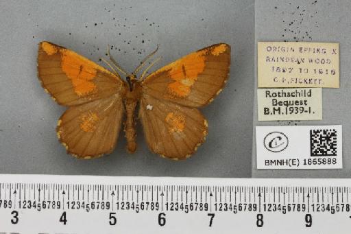 Angerona prunaria ab. corylaria Thunberg, 1781 - BMNHE_1865888_431199