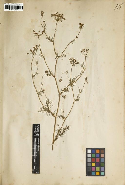 Ptilimnium capillaceum (Michx.) Raf. - BM001047171