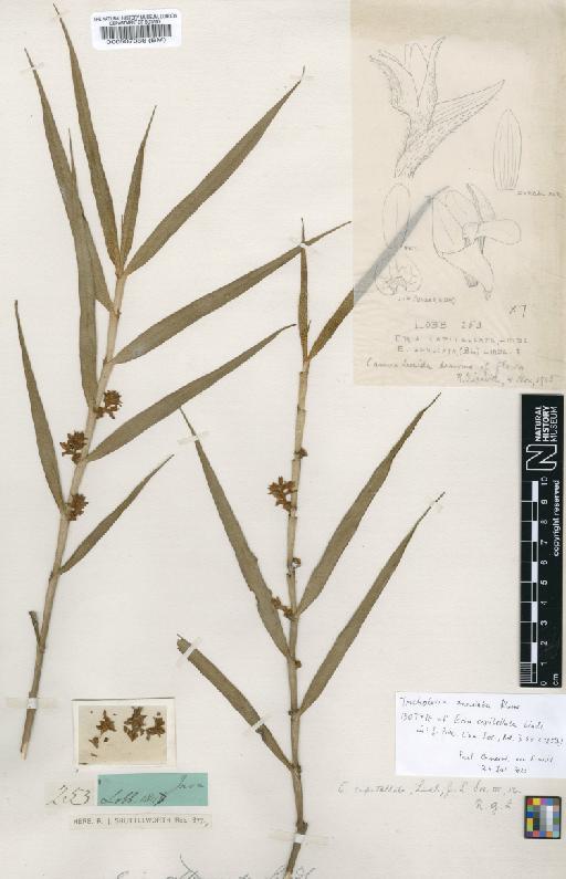 Trichotosia annulata Blume - BM000507086
