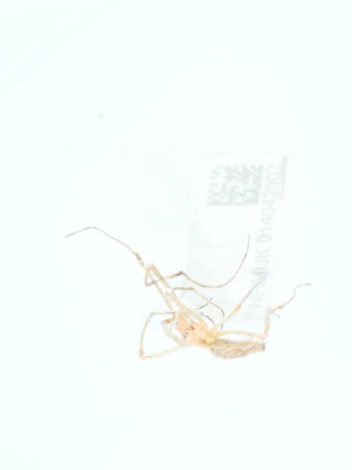 Tetragnatha Latreille, 1804 - 014042307_3