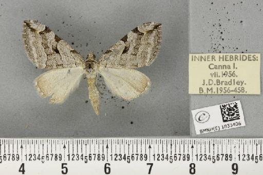 Aplocera plagiata scotica (Richardson, 1952) - BMNHE_1833406_406690