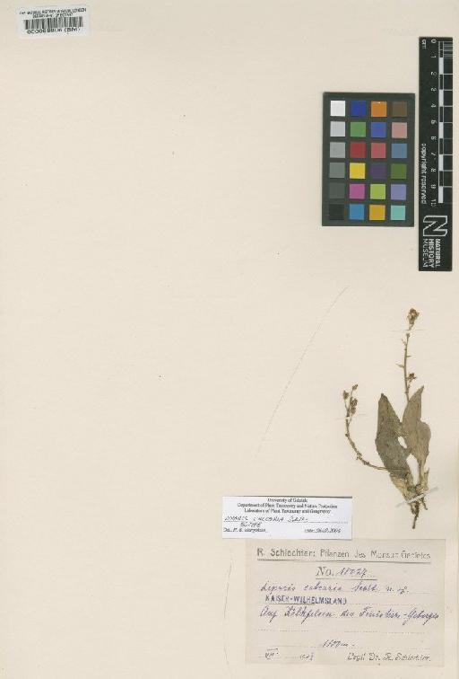 Liparis calcaria Schltr. - BM000088806