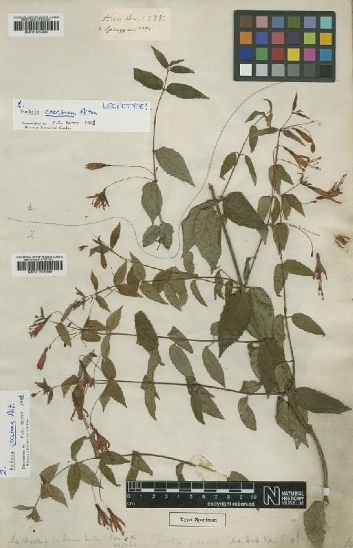 Fuchsia coccinea Aiton - BM001025698