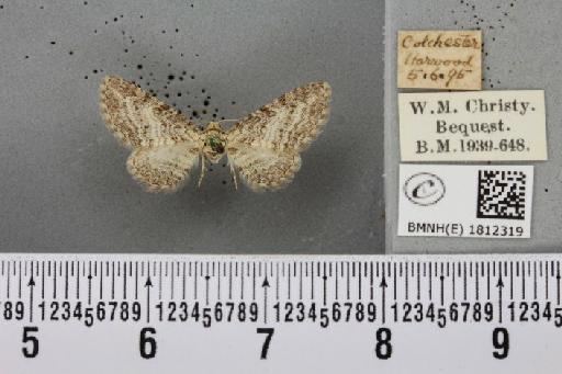 Eupithecia subumbrata ab. impuncta Lempke, 1951 - BMNHE_1812319_394847