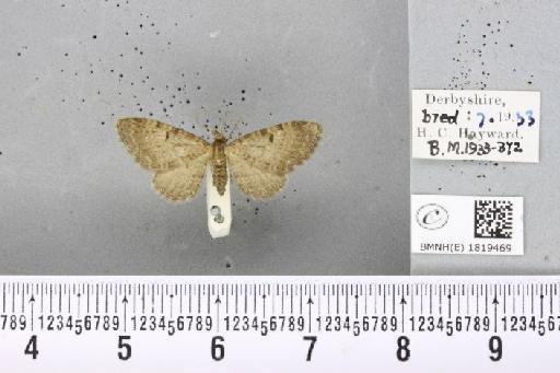 Eupithecia trisignaria Herrich-Schäffer, 1848 - BMNHE_1819469_401675