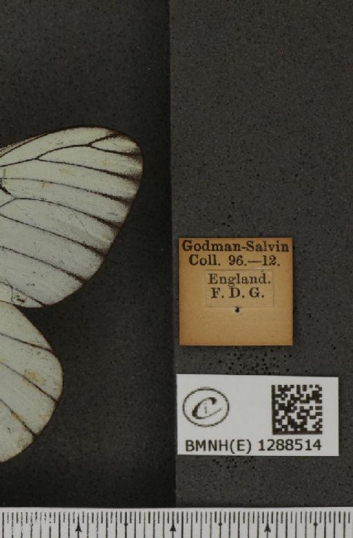 Aporia crataegi (Linnaeus, 1758) - BMNHE_1288514_label_125748