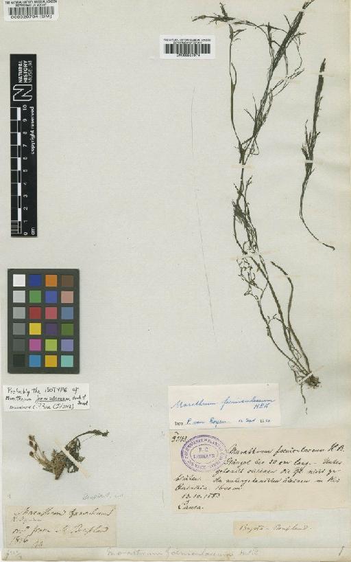 Marathrum foeniculaceum Humb. & Bonpl. - BM000020794