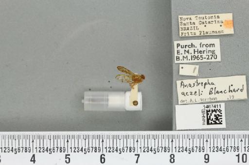 Anastrepha aczeli Blanchard, E.E., 1961 - BMNHE_1467411_40306