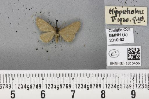 Eupithecia pygmaeata (Hübner, 1799) - BMNHE_1815456_382608