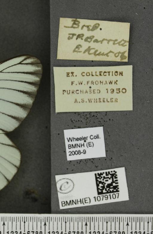 Aporia crataegi (Linnaeus, 1758) - BMNHE_1079107_label_70125