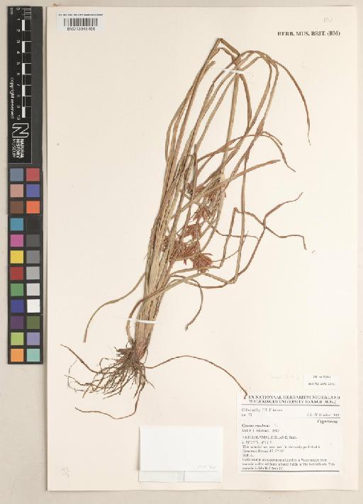 Cyperus esculentus L. - 013848486