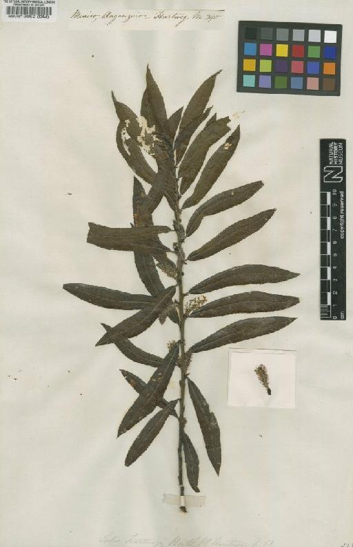 Salix hartwegii Benth. - BM000013052