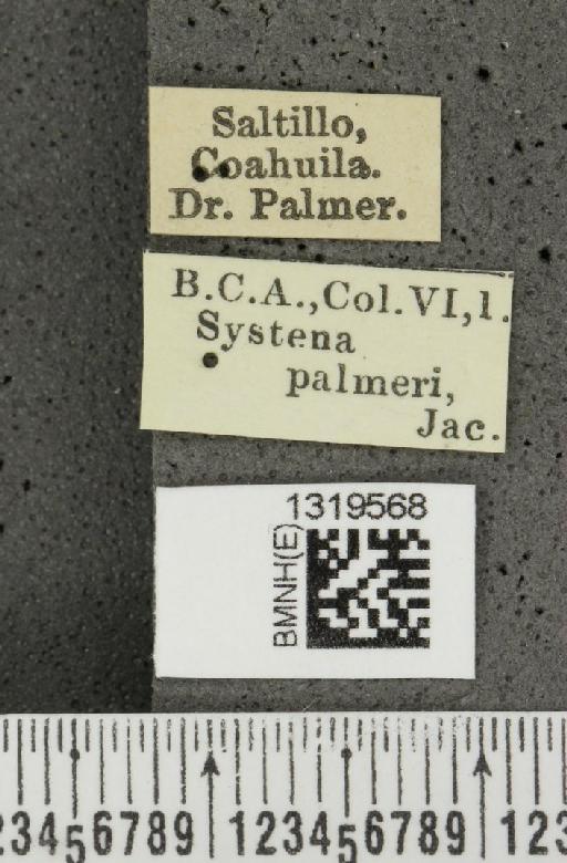 Systena palmeri Jacoby, 1884 - BMNHE_1319568_label_26707