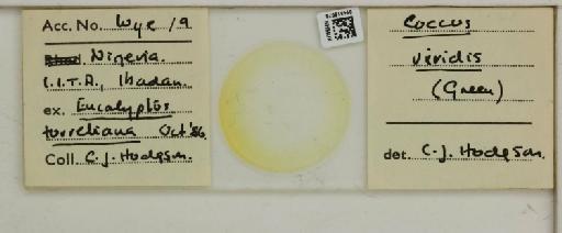 Coccus viridis Green, 1889 - 014316076__