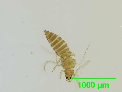 Thrips tabaci Lindeman, 1889 - 010154804__2015_11_16