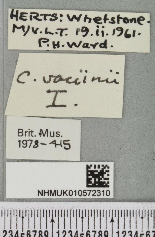 Conistra vaccinii (Linnaeus, 1761) - NHMUK_010572310_label_630033