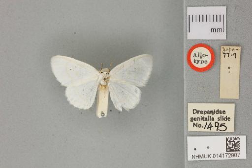 Corycia sacra Butler, 1878 - 014172907_Corycia_sacra_Allotype_dorsal_habitus