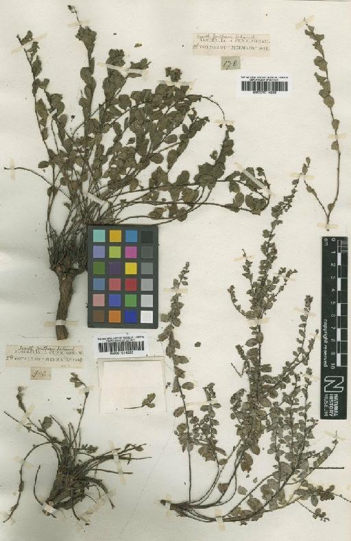 Phyllanthus flagellaris Benth. - BM001014889