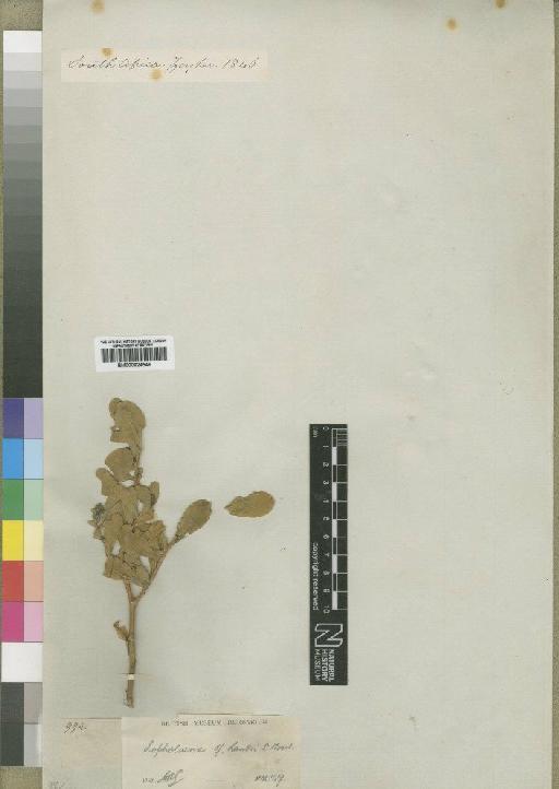 Lopholaena corifolia (Sond) E.Phillips & C.A.Sm. - BM000924546
