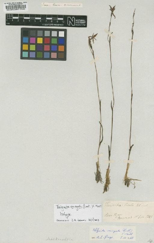 Thelymitra variegata (Lindl.) F.Muell. - BM000048995