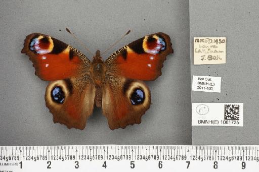 Aglais io (Linnaeus, 1758) - BMNHE_1061725_22388