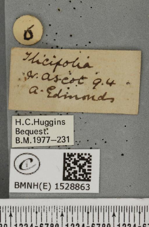 Phyllodesma ilicifolia (Linnaeus, 1758) - BMNHE_1528863_label_198184