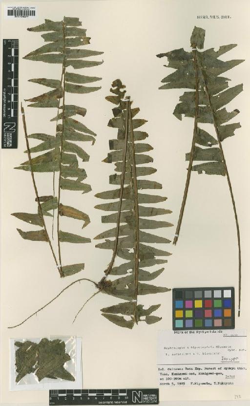 Nephrolepis × hippocrepicis Miyam. - BM001048277